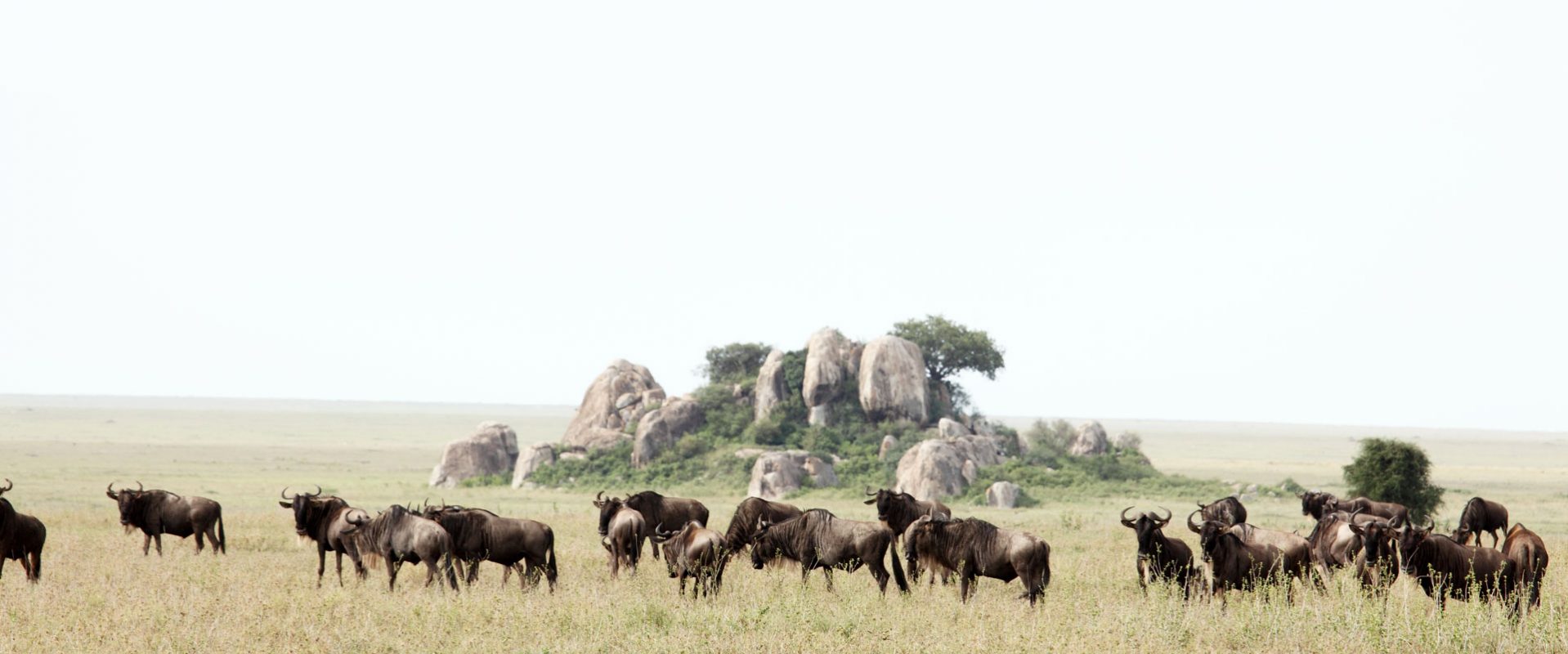 History of the African Safari Tanzania Ways African Safaris