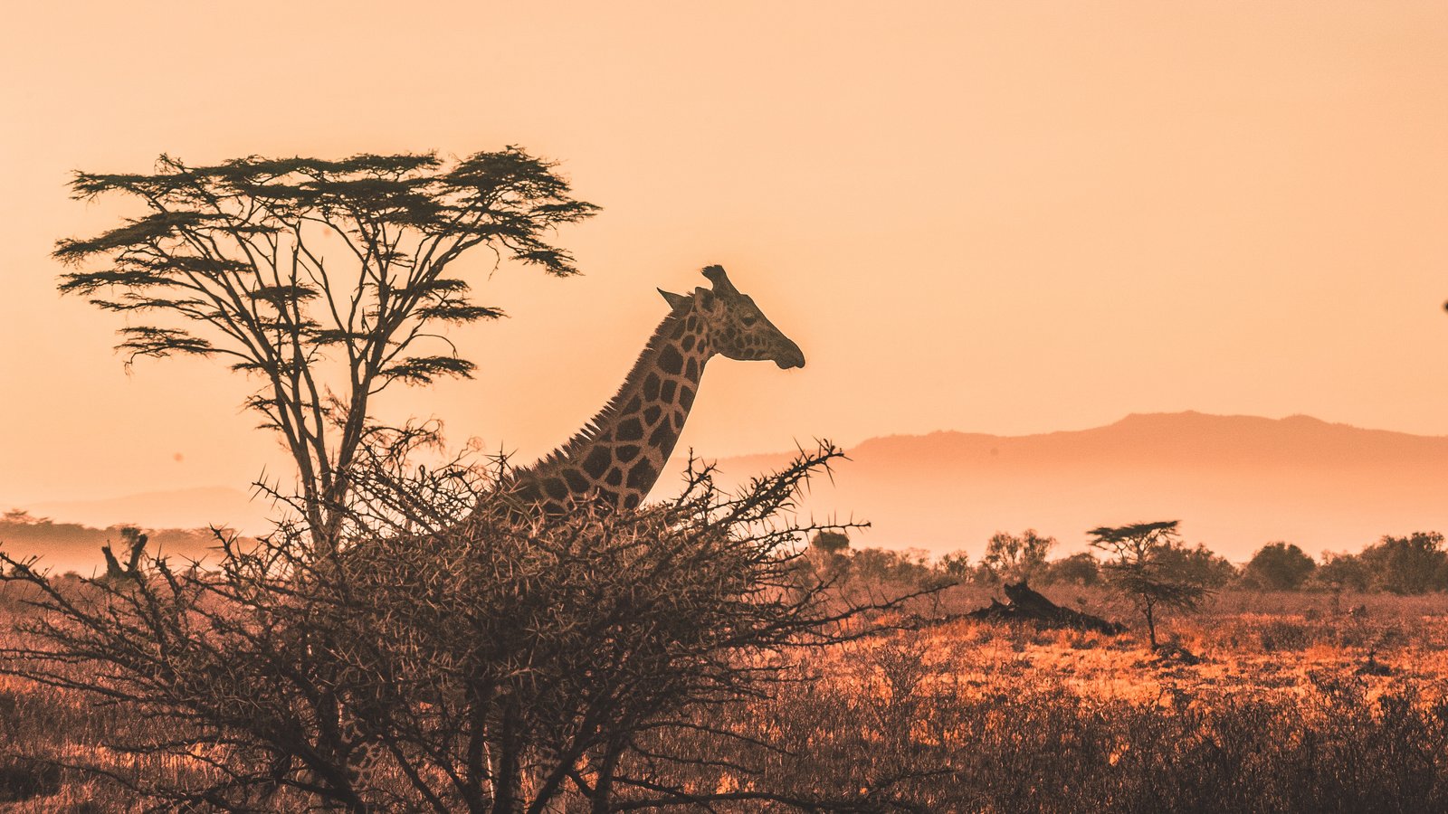 Kenya or Tanzania Which is the Best Safari Destination Ways African