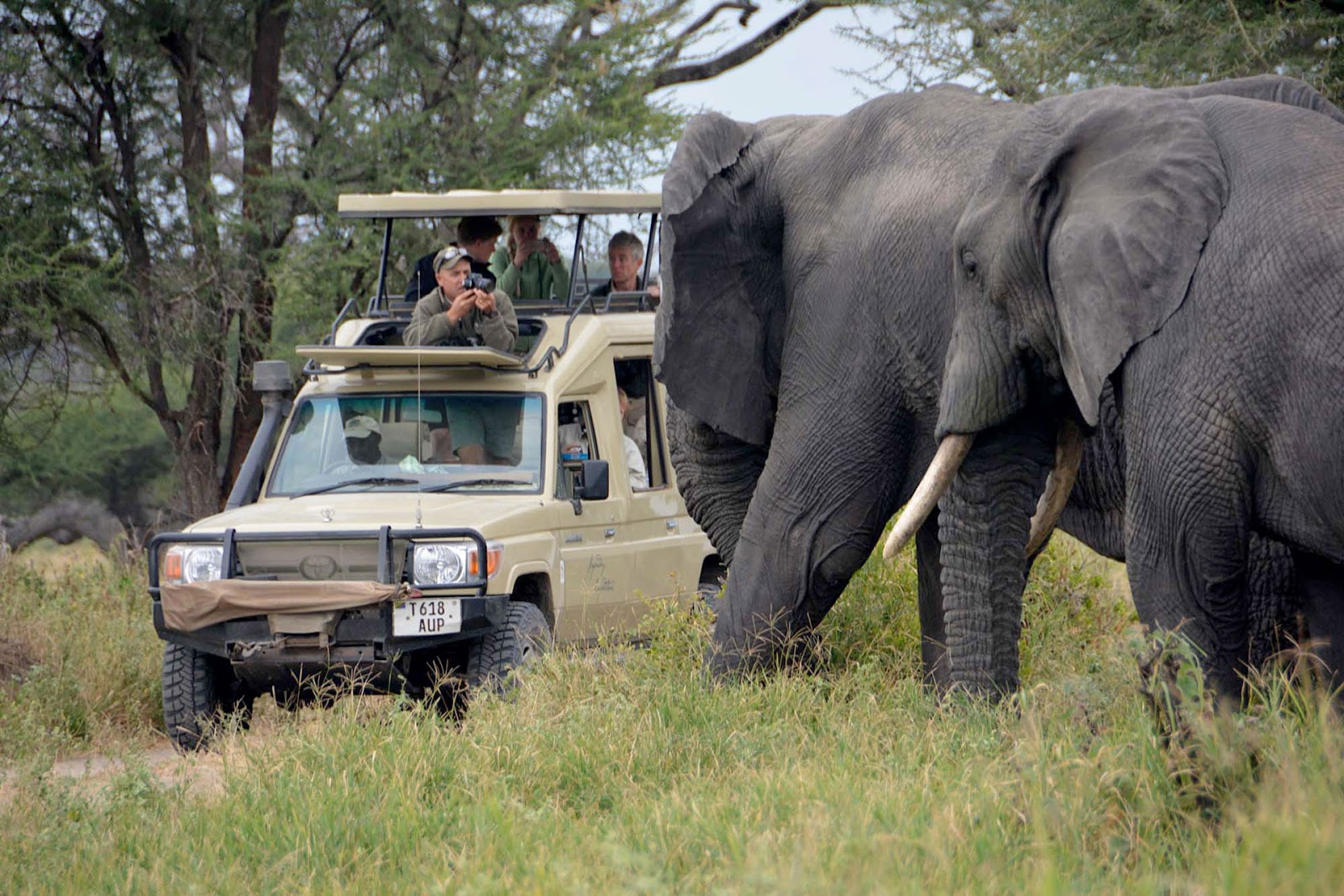 Safaris in Tanzania