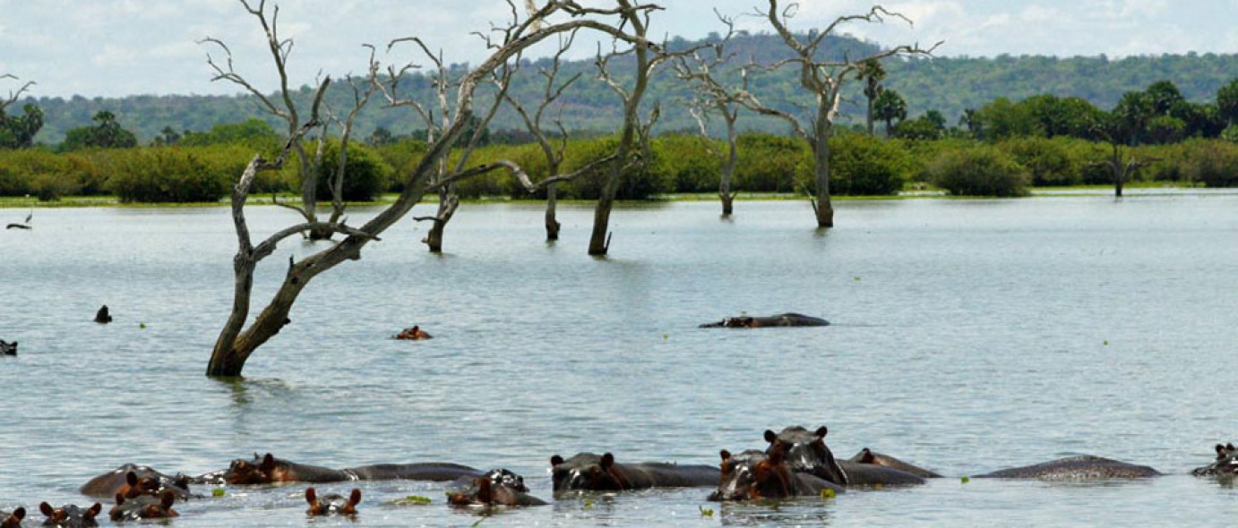 Selous Game Reserve Nyerere National Park Tanzania Safaris