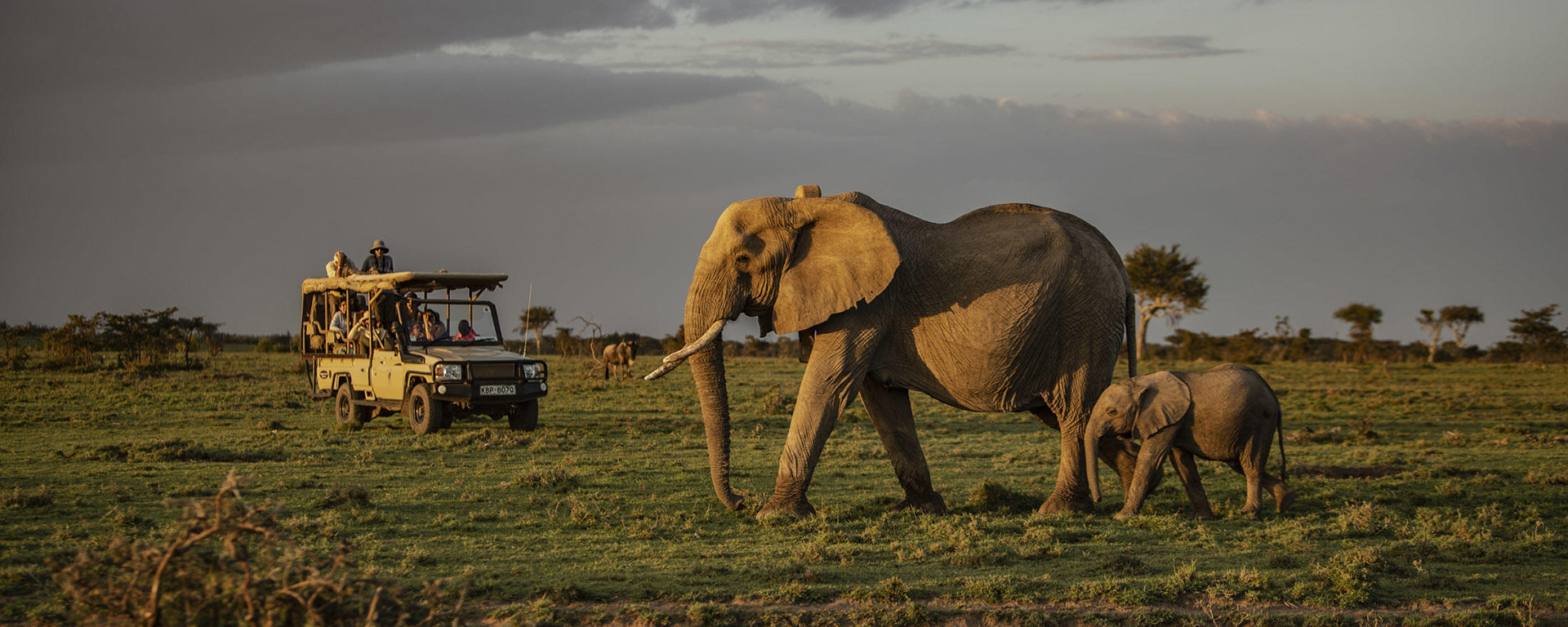 What is a Safari? The History of African Safari