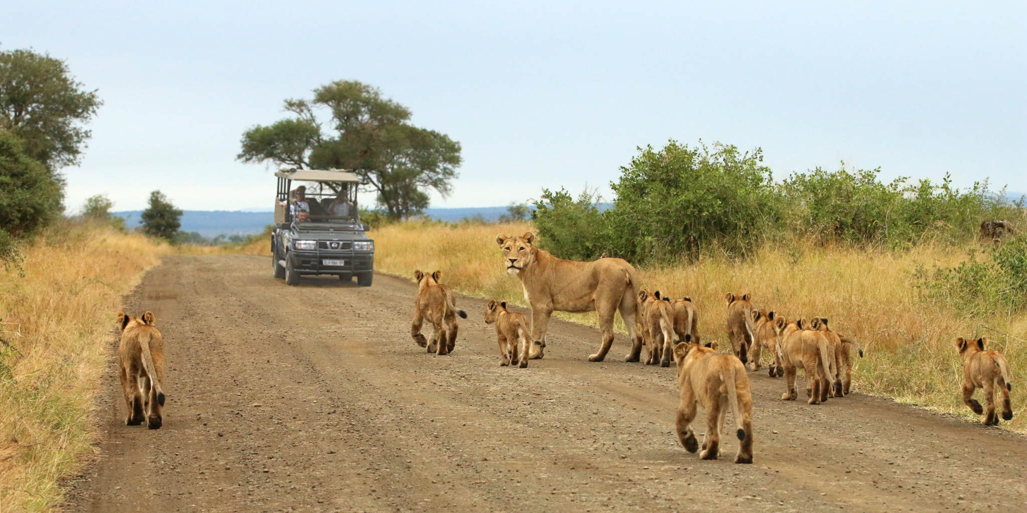 What is an African Safari?