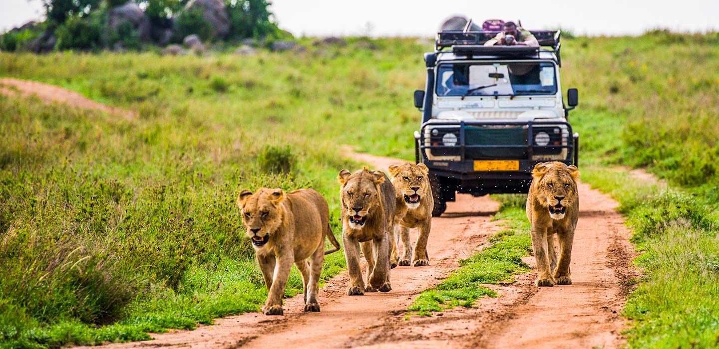 When to Go on an African Safari