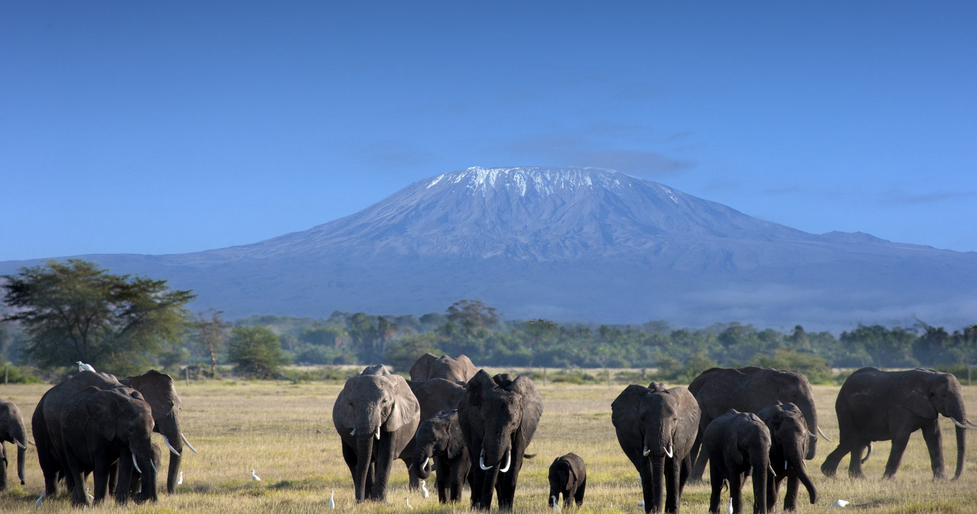 Where to Go for Your First Safari in Africa