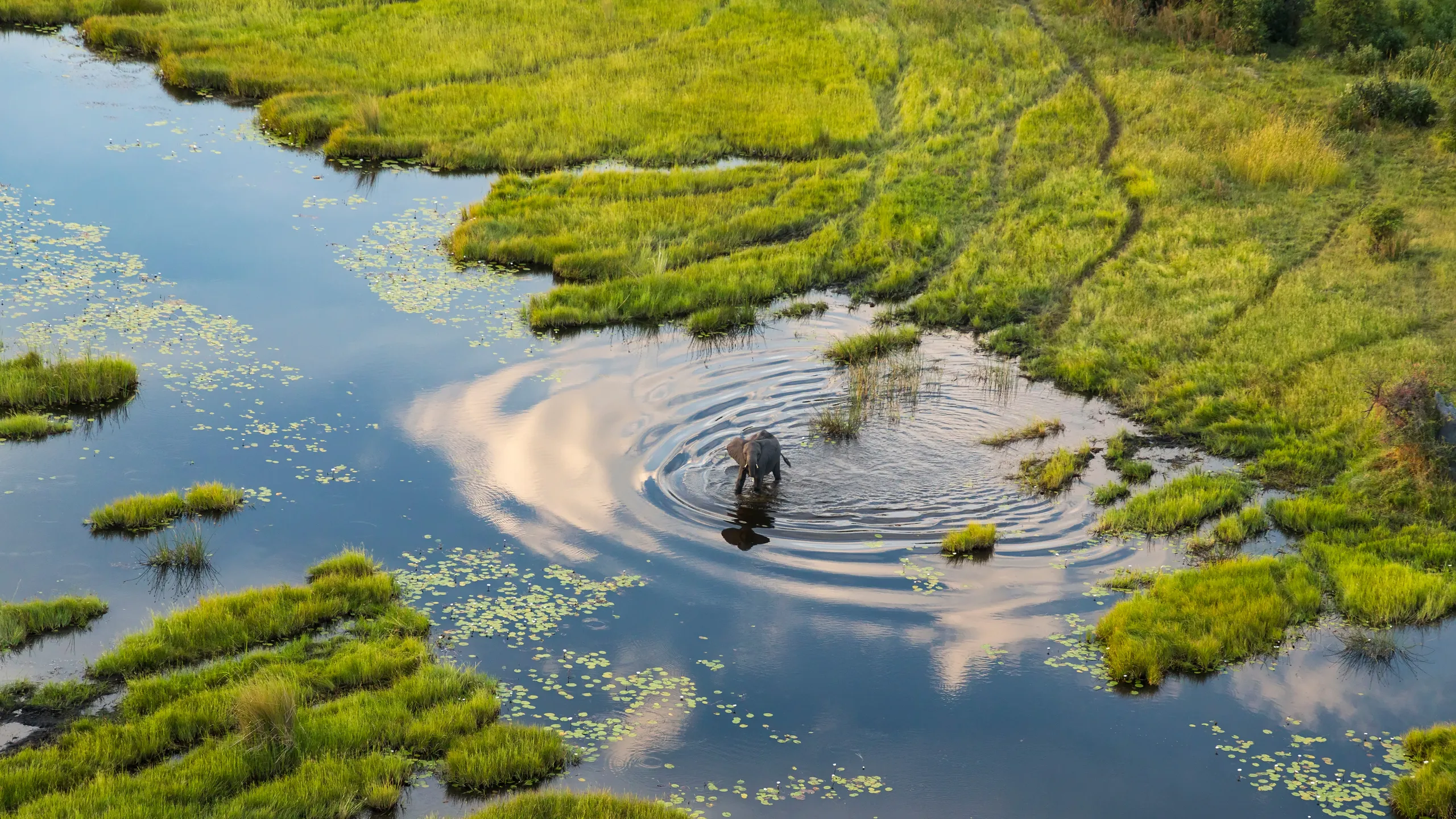 Where to Go for Your First Safari in Africa Ways African Safaris