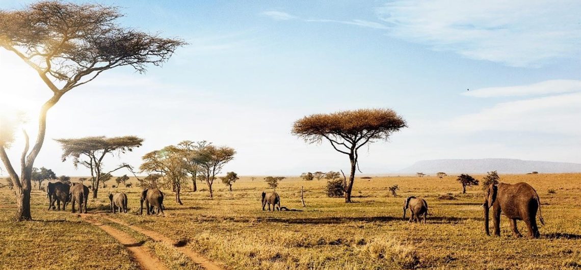 Private Tanzania Safari: Worth the Splurge?