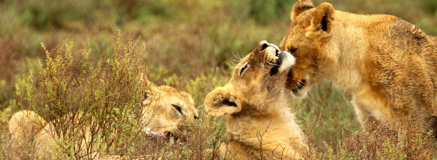 The Cost of a Tanzania Safari: What You Need to Know