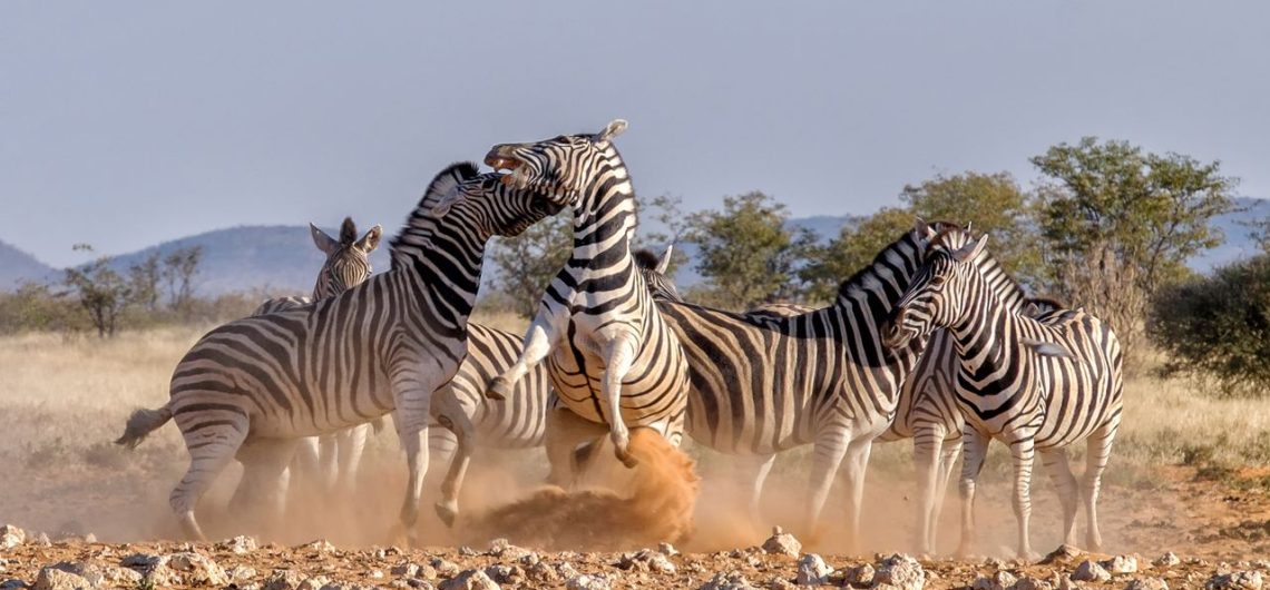 The Cost of a Tanzania Safari What You Need to Know