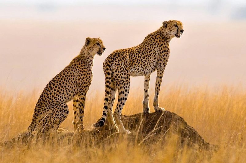 Luxury vs Budget Safaris in Tanzania: What’s Best?