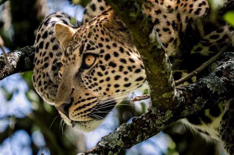 How to Plan Your First Tanzania Safari