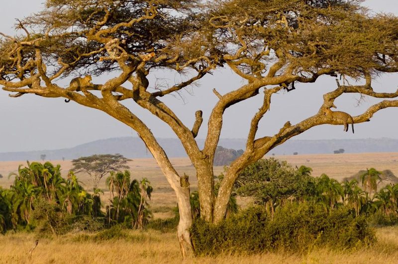 How Many Days Should Your Tanzania Safari Be?