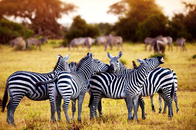 Why Tanzania Should Top Your Safari Bucket List