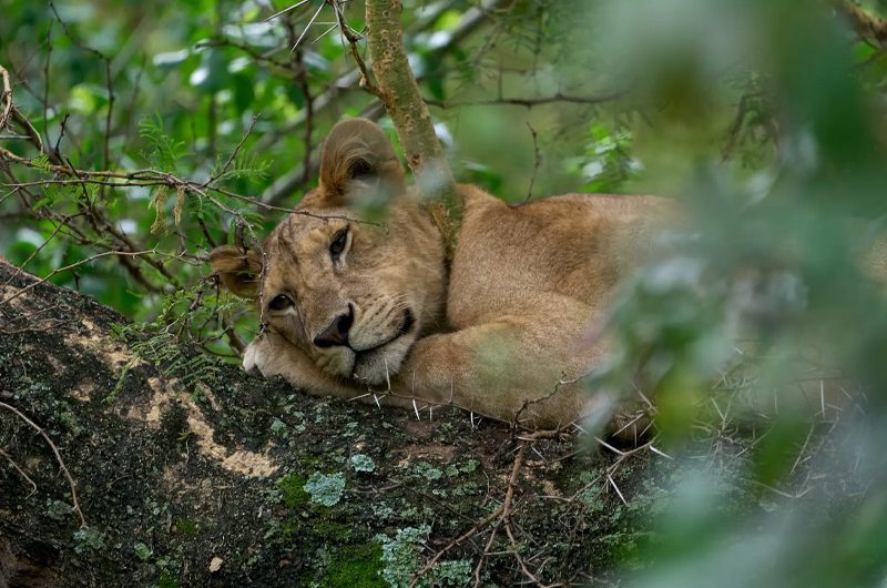Best Time to Go on Safari in Tanzania