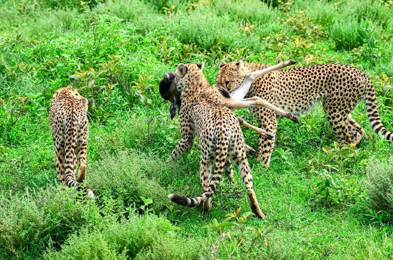 Tanzania Big Five Safari: What to Expect