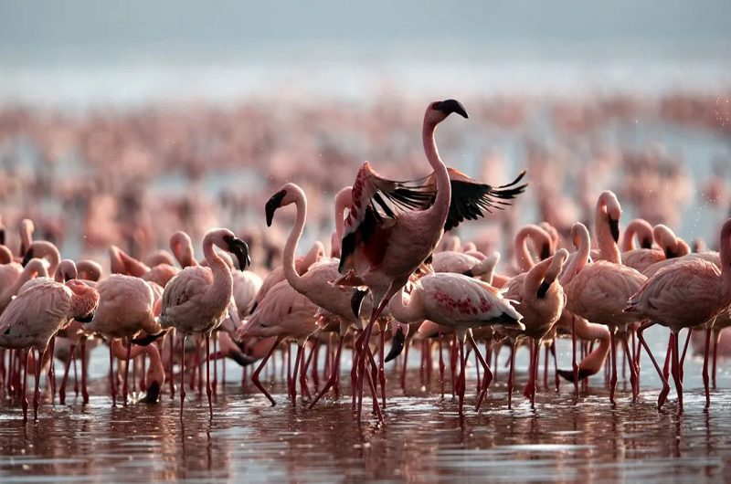 Top 10 National Parks to Visit in Tanzania